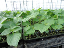 原料栽培の流れ 生えごま油 たいまつ食品